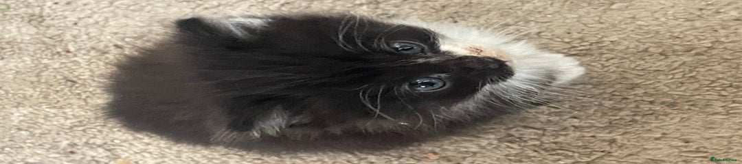 Mixed Breed Kitten 3