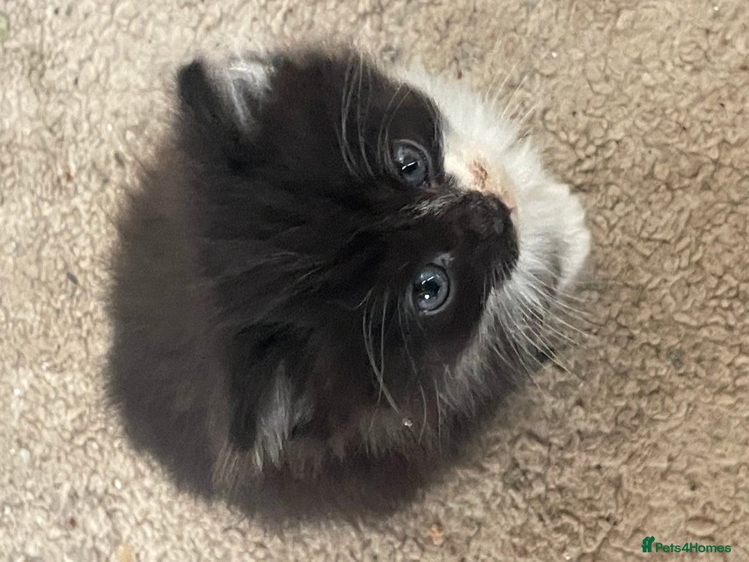 Mixed Breed cats for sale: 4 beautiful boy kittens  - Image 7