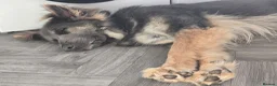 German Shepherd dogs for sale: Stunning Blue & Tan GSD female - Advert 8
