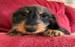 Miniature Dachshund dogs for sale: Adorable mini wire haired Dachshunds - Image 7