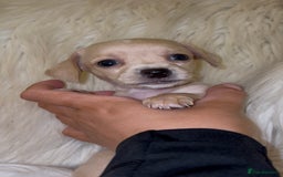 Chiweenie dogs for sale: Gorgeous Mini Dachshund X Puppies🐾 - Advert 31