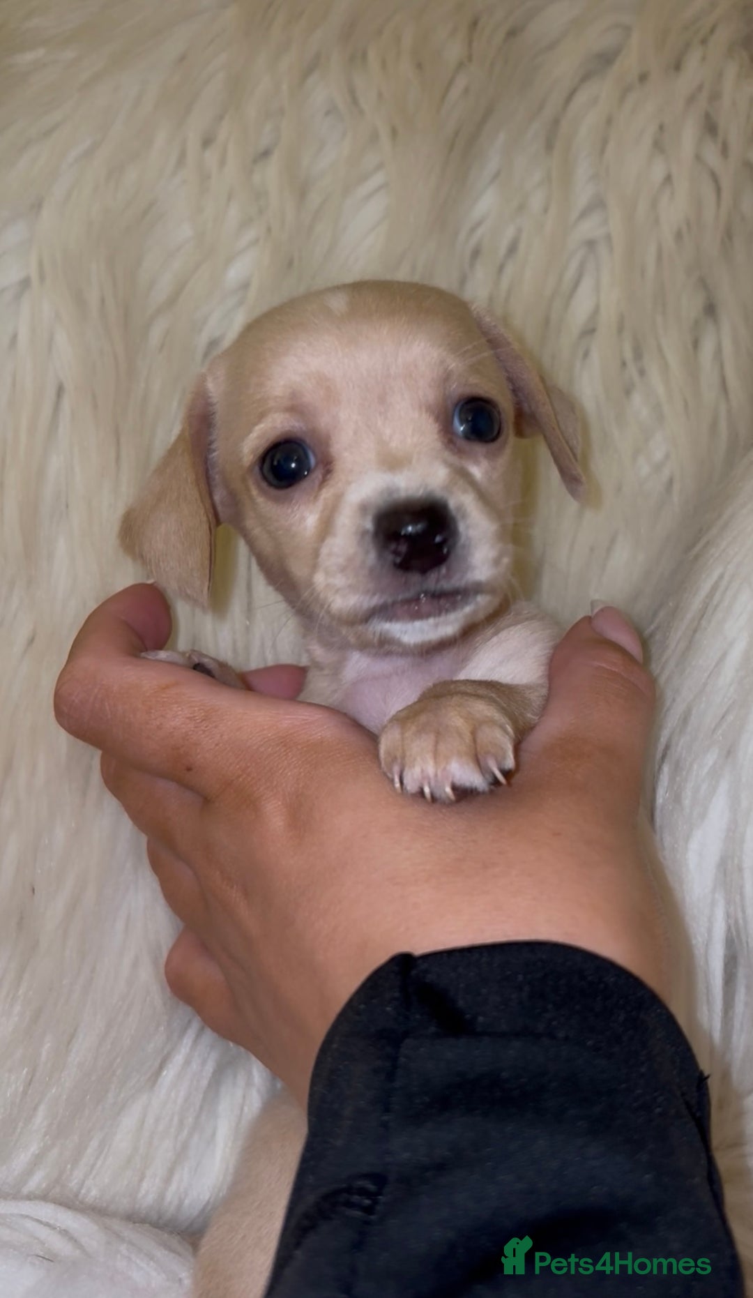 Chiweenie dogs for sale: Gorgeous Mini Dachshund X Puppies🐾 - Advert 31
