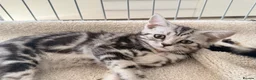 British Shorthair cats for sale: Outstanding GCCF Champion BSH Silver Tabby Kittens - Advert 26