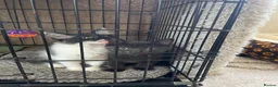 Mixed Breed cats for sale: 2 lovely kittens looking for their new home  in Godalming - Advert 3
