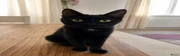 Mixed Breed cats for sale: Kittens - Advert 8