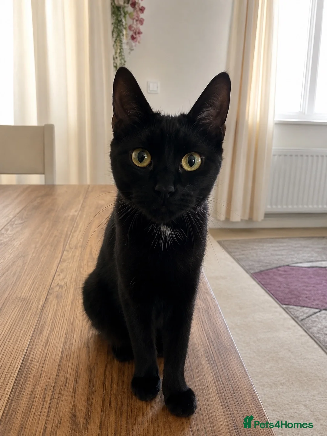 Mixed Breed cats for sale: Kittens - Advert 8