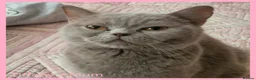 British Shorthair cats for sale: 3 beautiful blue BSH - Advert 11