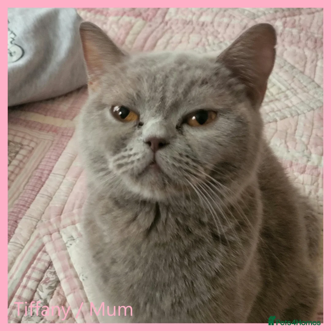 British Shorthair cats for sale: 3 beautiful blue BSH - Advert 11