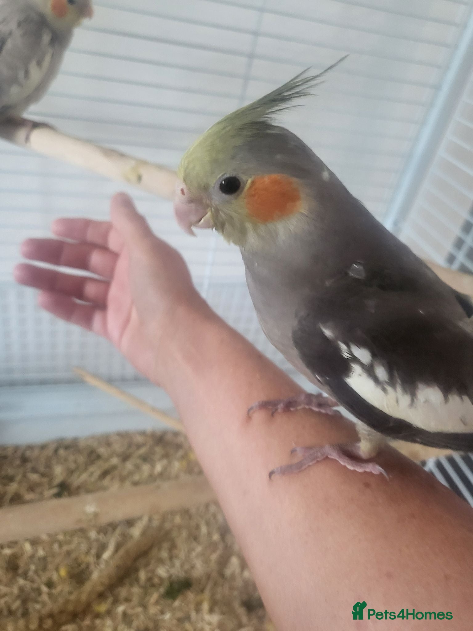 Cockatiels birds Hand reared, super tame baby cockatiels - Advert 1