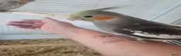 Cockatiels birds for sale: Hand reared, super tame baby cockatiels - Advert 1