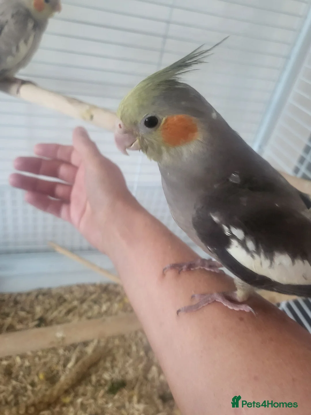 Cockatiels birds for sale: Hand reared, super tame baby cockatiels - Advert 1
