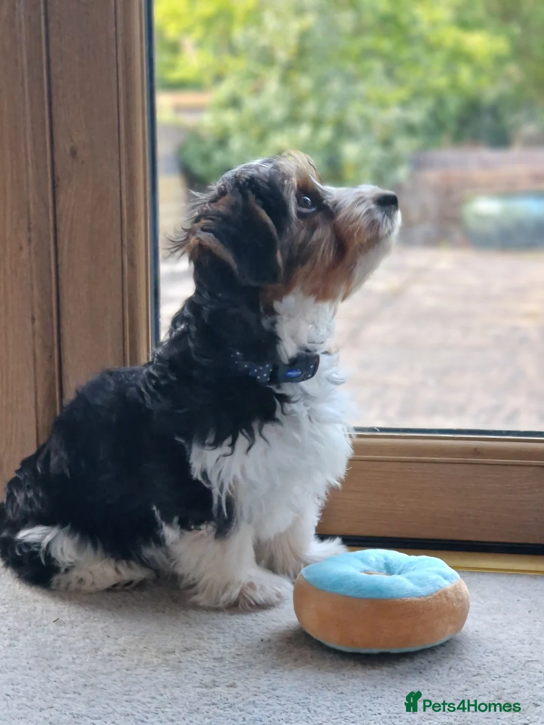 Biewer Terrier dogs for stud: 1 year old Biewer Terrier for stud - Advert 11