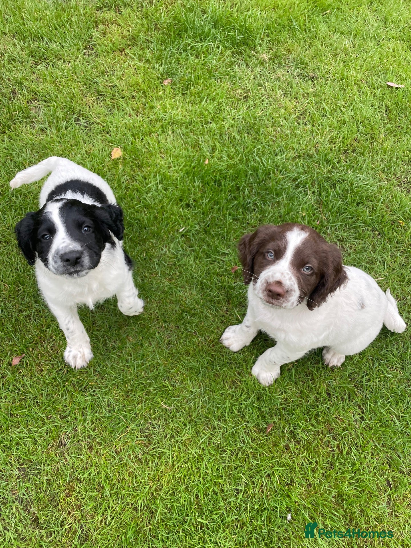 Sprocker dogs Sprocker spaniel puppies for sale - Advert 6