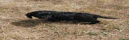 Mixed Breed dogs for sale: Beautiful Black Cockalier-a-Poo Puppies  - Advert 8