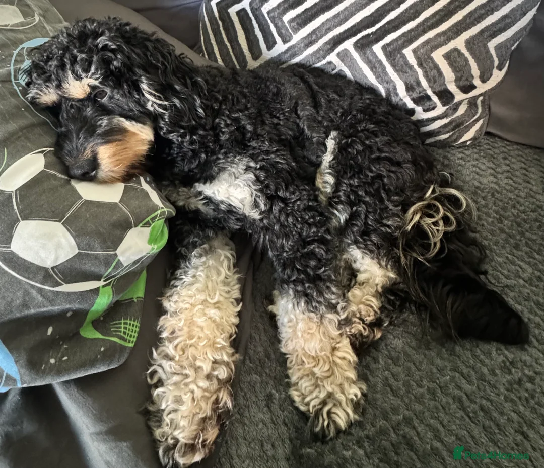 Mixed Breed dogs for stud: F1 cockerpoo stud in Bishop Auckland - Advert 2