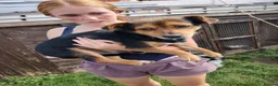 Jack Russell dogs for sale: 1 Male Adult Jack Russell Looking For Good Home in Boston - Advert 3