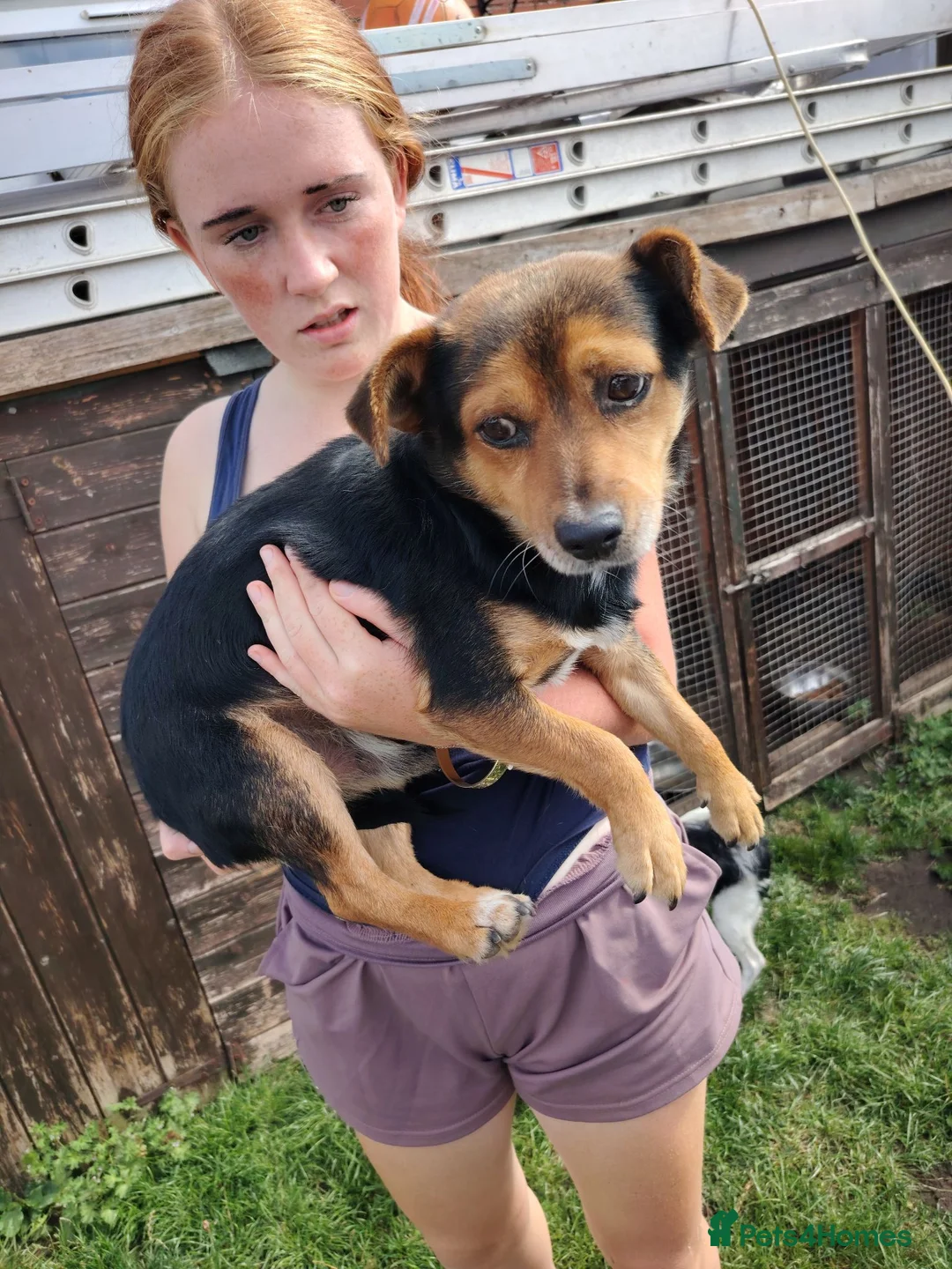 Jack Russell dogs for sale: 1 Male Adult Jack Russell Looking For Good Home in Boston - Advert 3