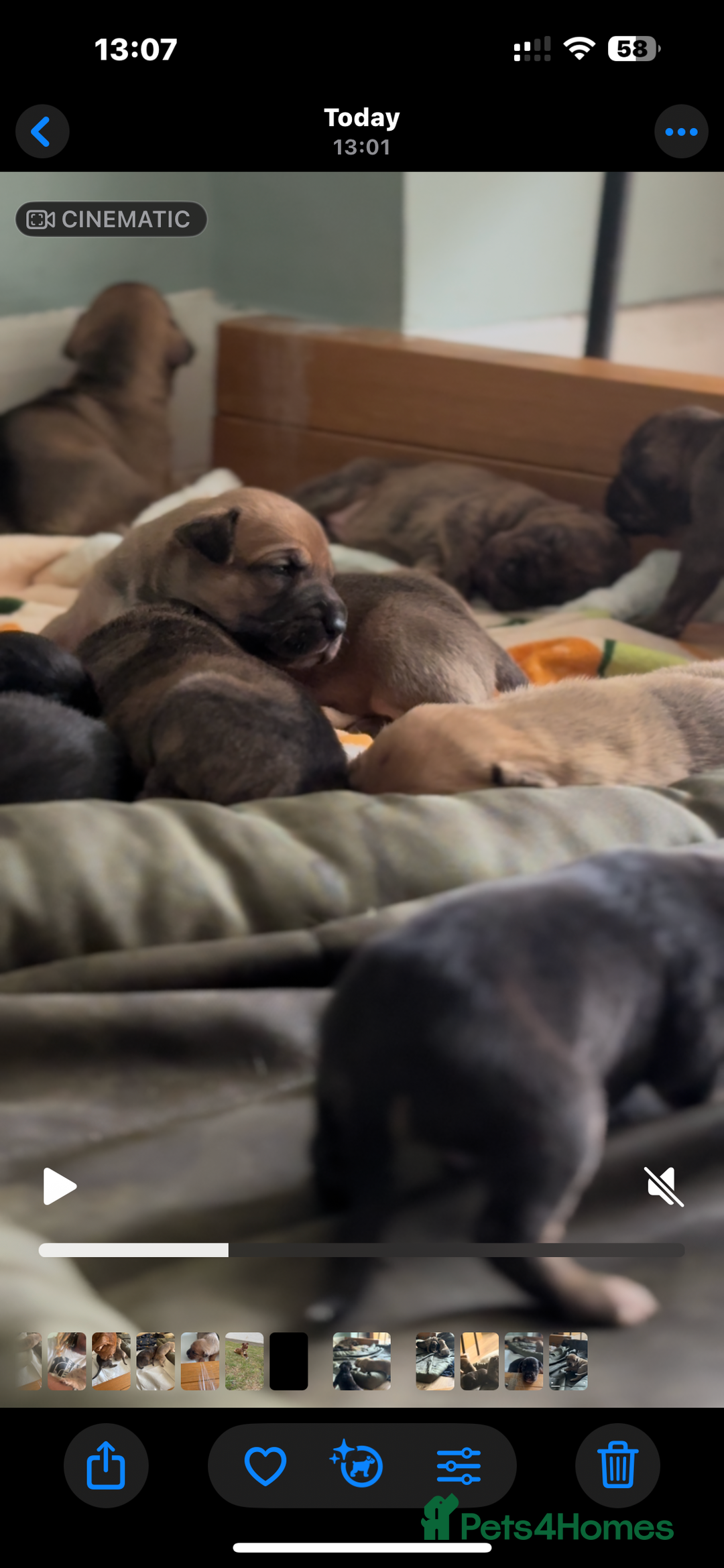 Mixed Breed dogs for sale: Puppies for Sale  - Image 6