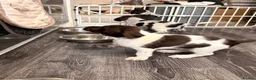 Mixed Breed dogs for sale: Sprointer puppies - Advert 15
