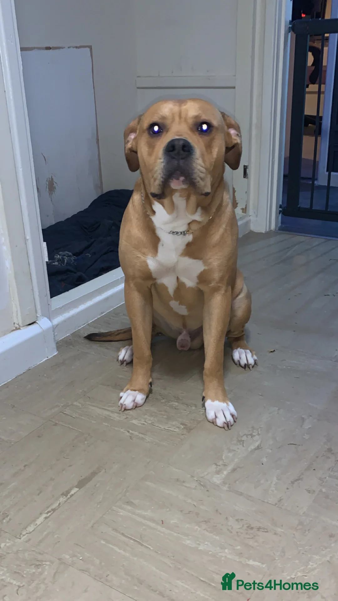 Mixed Breed dogs for sale: Reggie, 9 month old male  - Advert 4