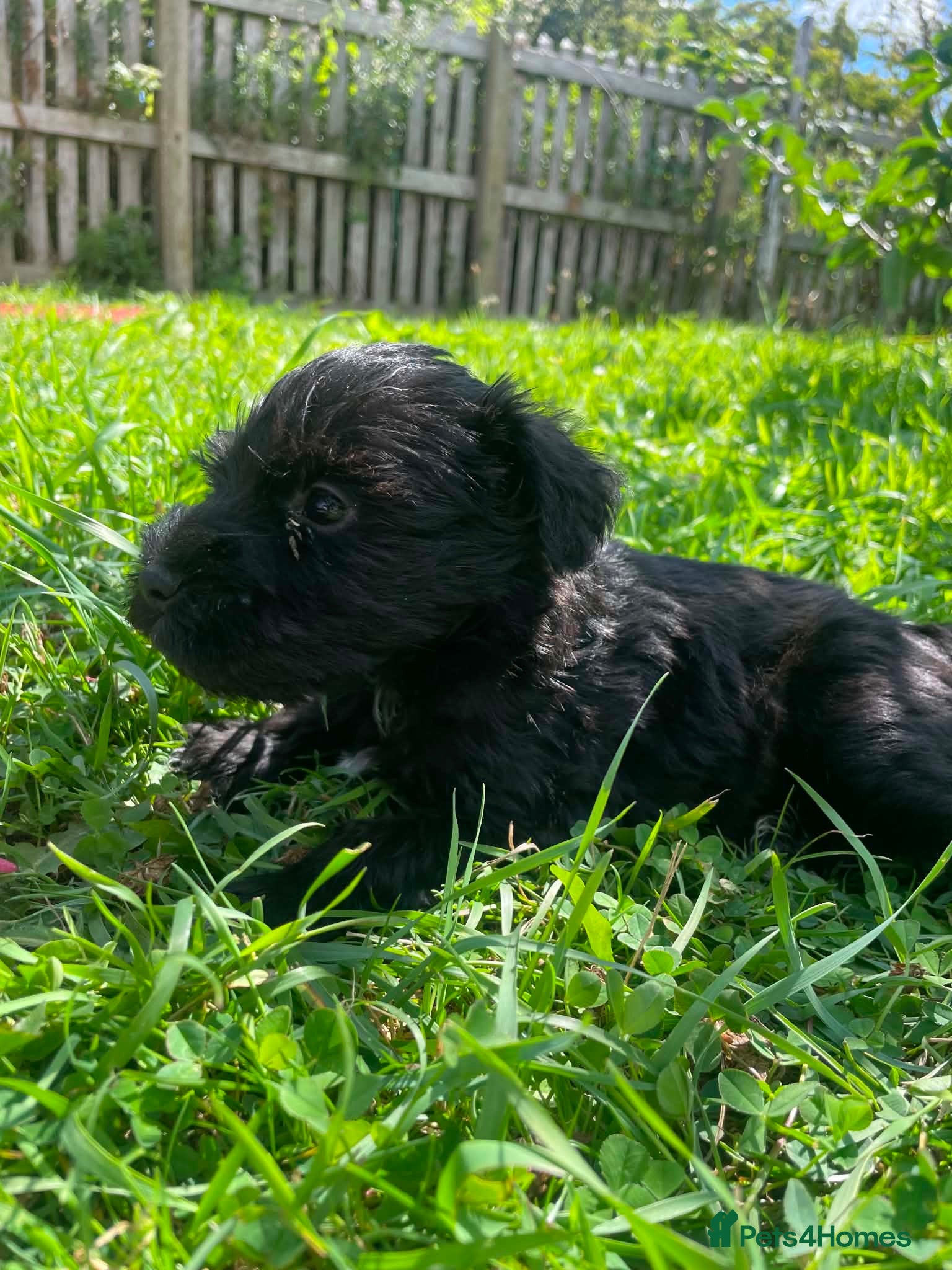 Miniature Schnauzer dogs 🐾❤️ Stunning Miniature Schnauzer Puppies 🐾❤️ - Advert 2