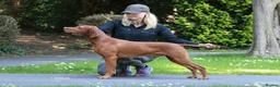 Hungarian Vizsla dogs for sale: CH SHOW & FIELD TRIAL Sired Puppy Waiting List  - Advert 11