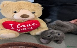 Russian Blue cats for sale: 3 Month Old Kitten Looking 4 a Loving Forever Home - Advert 1