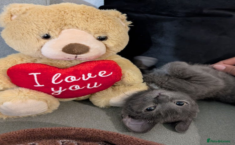 Russian Blue cats 3 Month Old Kitten Looking 4 a Loving Forever Home - Advert 1