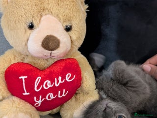 Russian Blue cats for sale: 3 Month Old Kitten Looking 4 a Loving Forever Home - Advert 1