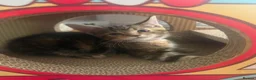 Mixed Breed cats for sale: Fantastic Four - Advert 23
