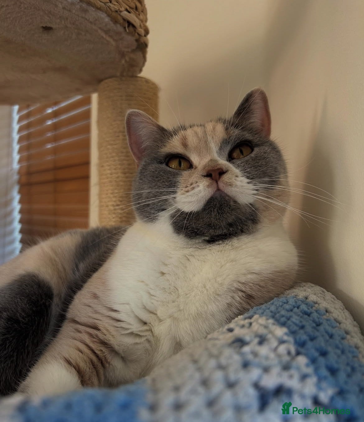 British Shorthair cats Beautiful unique girl 🤎 - Advert 4