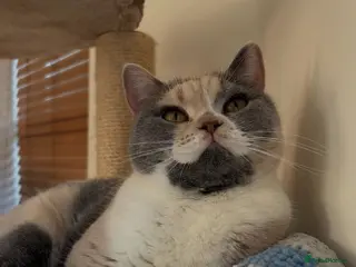 British Shorthair cats Beautiful girl 🤎 - Advert 4