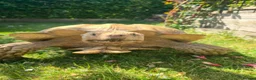 Tortoise reptiles for sale: Adult Sulcata tortoise for sale in Canterbury - Advert 4