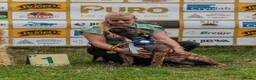 Boerboel dogs for sale: Beautiful boerboel girl available  - Advert 12