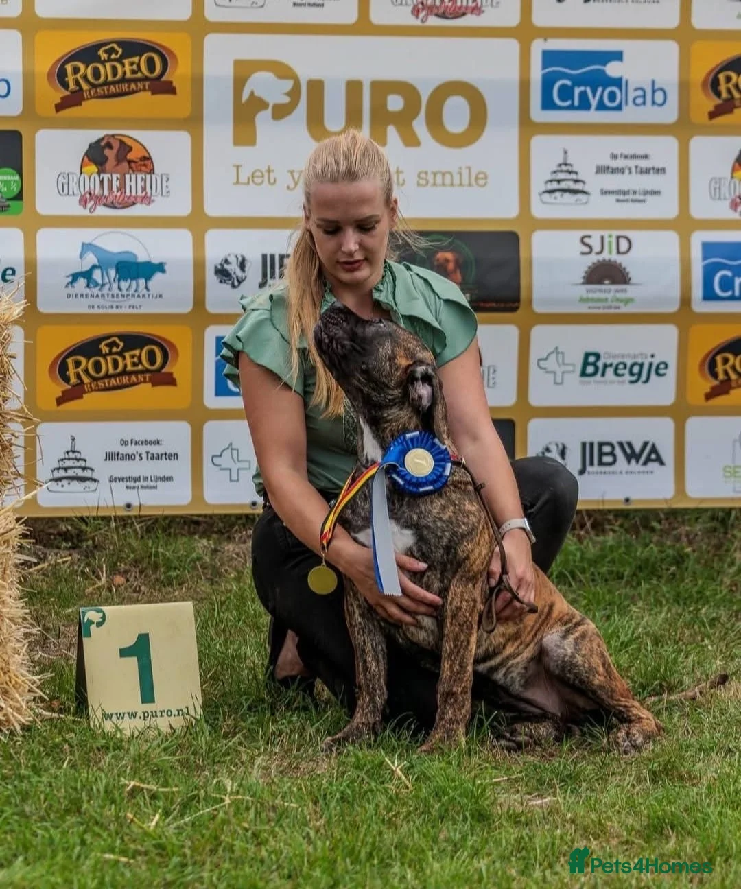 Boerboel dogs for sale: Beautiful boerboel girl available  - Advert 12