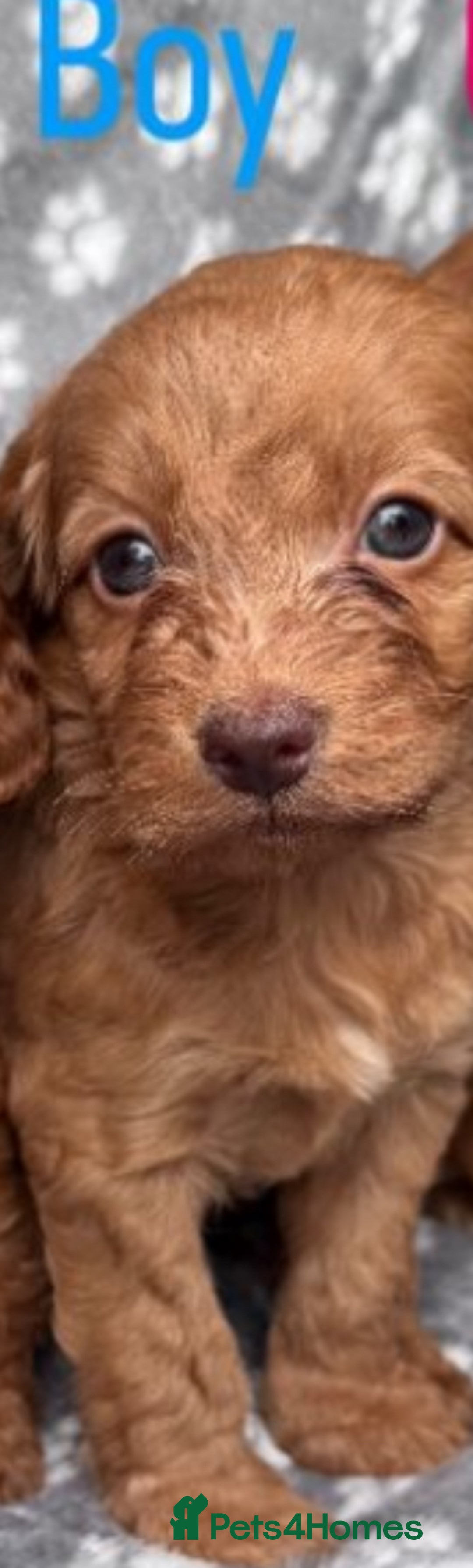 Cockapoo dogs for sale: Cockapoo puppy for sale 🐾🐶 - Image 11