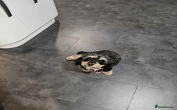 Cavapoochon dogs for sale: Two Year Old Female Cavapoochon - Image 3