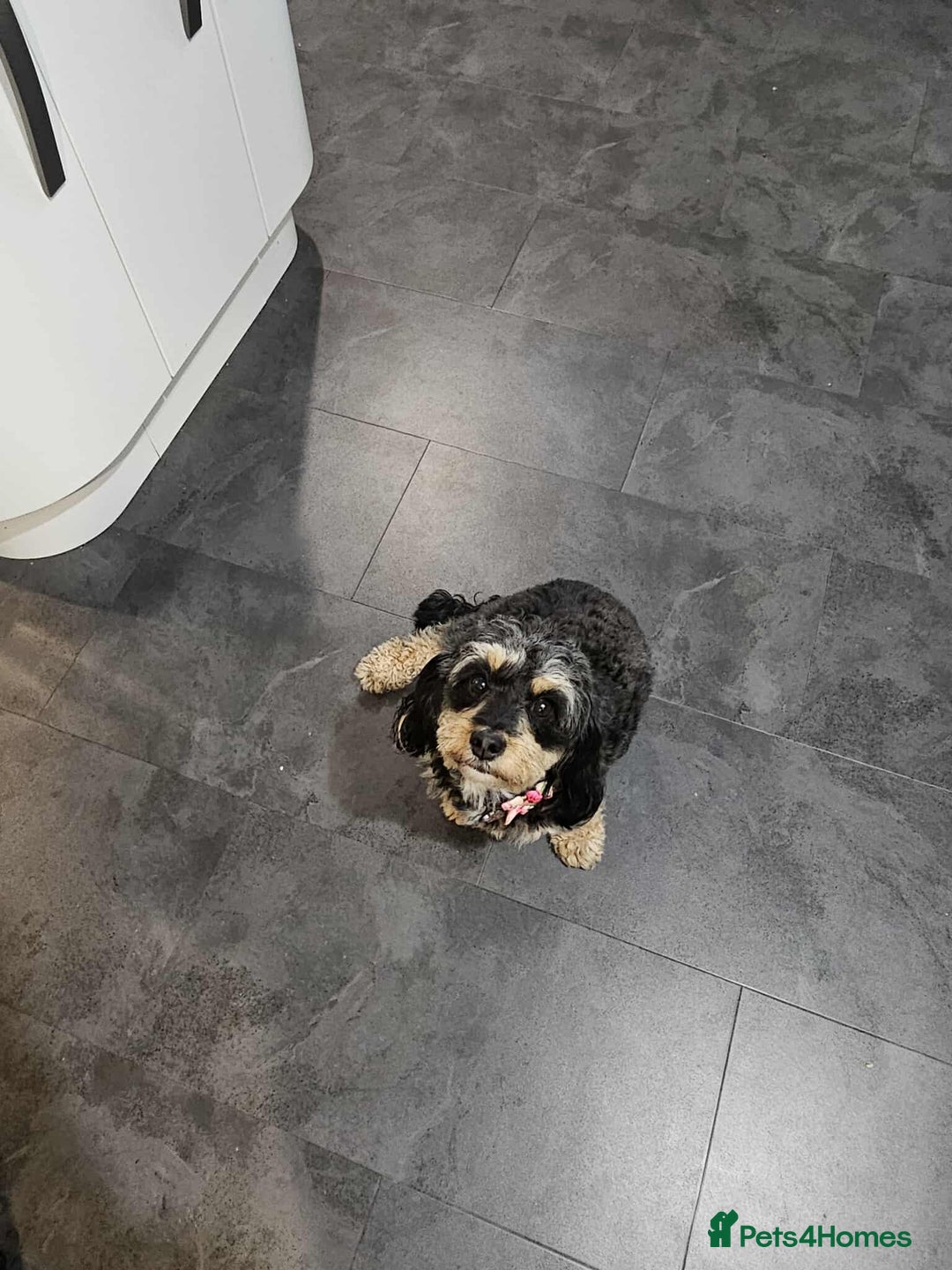 Cavapoochon dogs for sale: Two Year Old Female Cavapoochon - Image 3