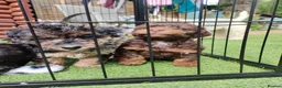 Jackapoo dogs for sale: F1b jackapoo puppies - Advert 20