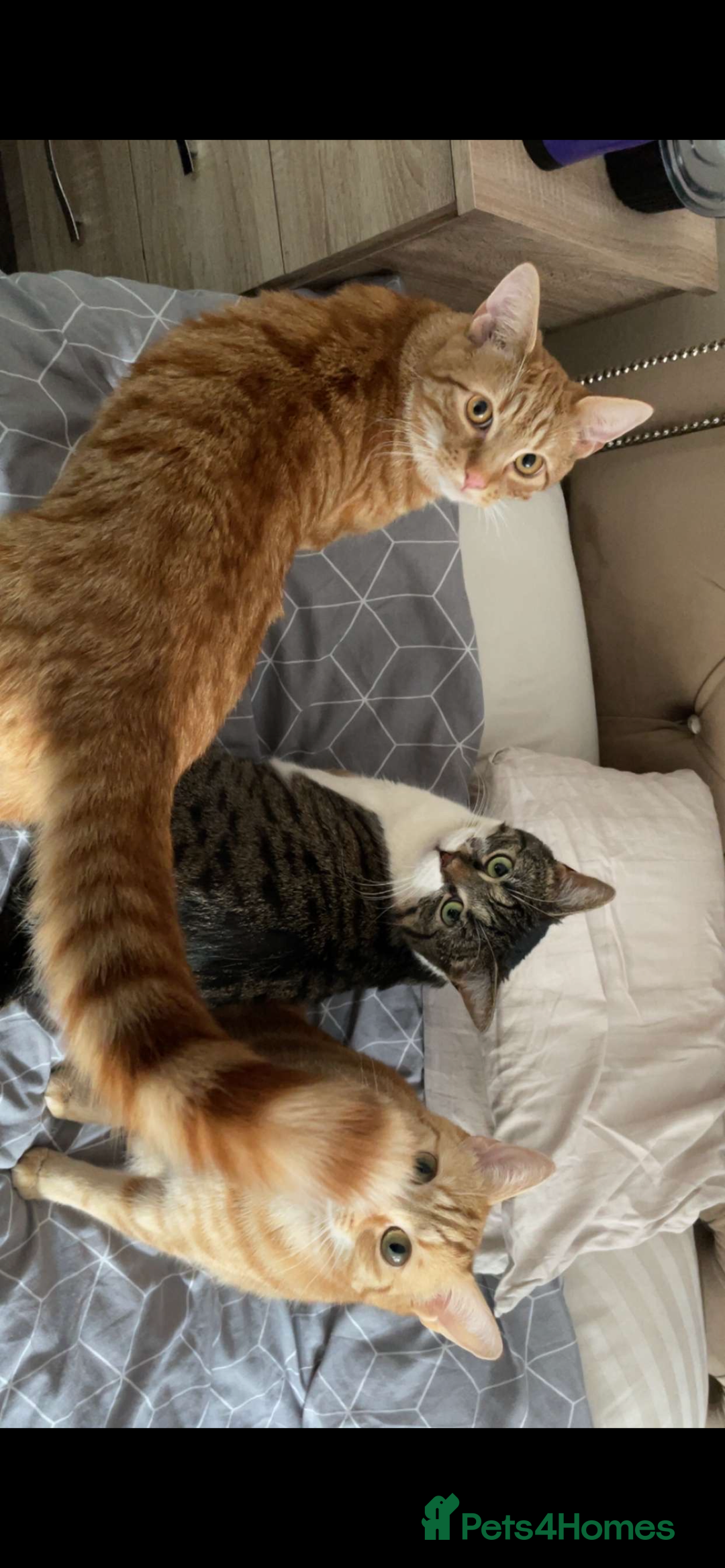 Mixed Breed cats for sale: 2 male ginger and white tabby female for adoption - Image 10