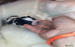 Shihpoo dogs for sale: 5 star rated Toy shihpoo puppies - Image 29