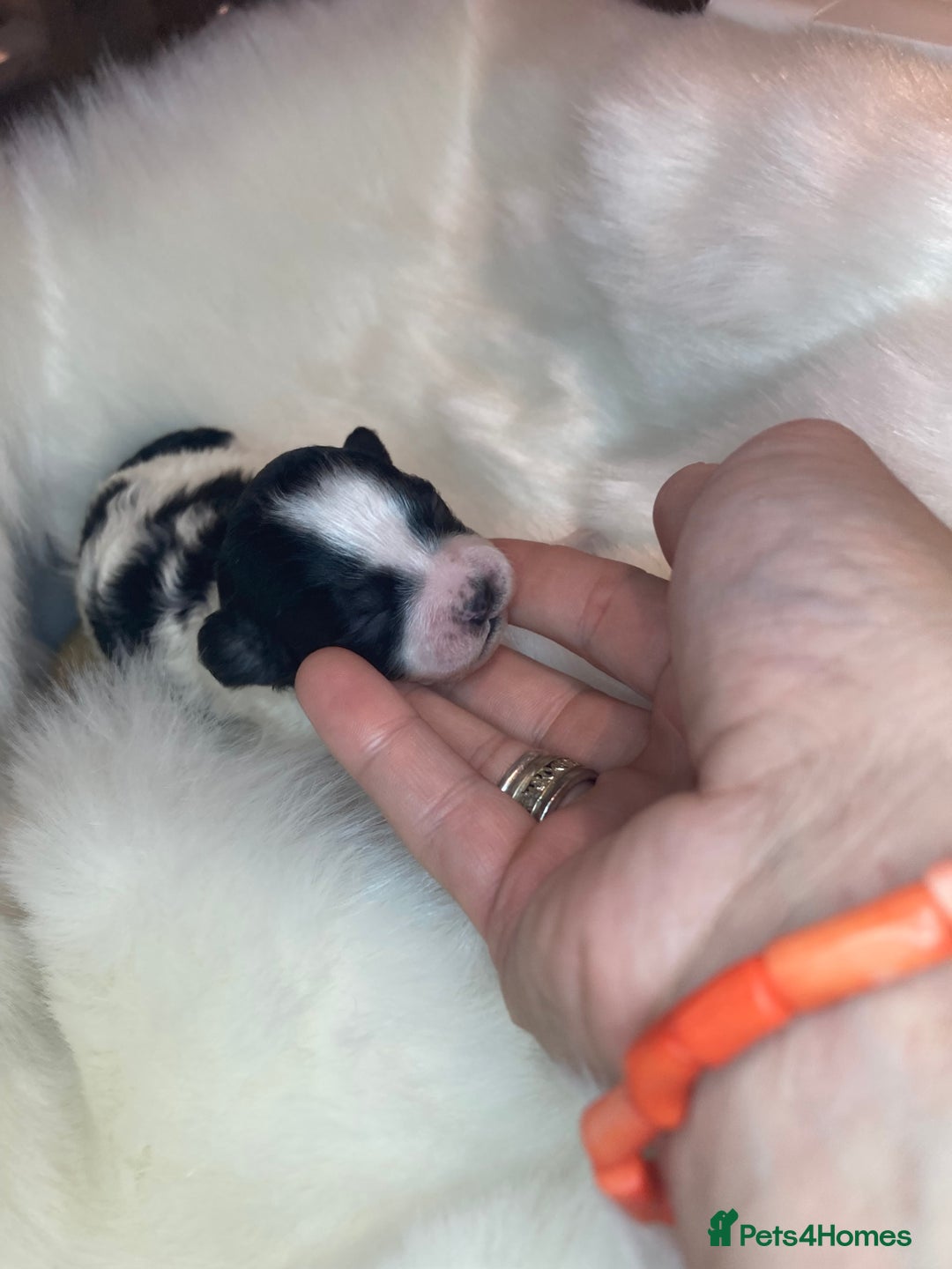 Shihpoo dogs for sale: 5 star rated Toy shihpoo puppies - Image 29