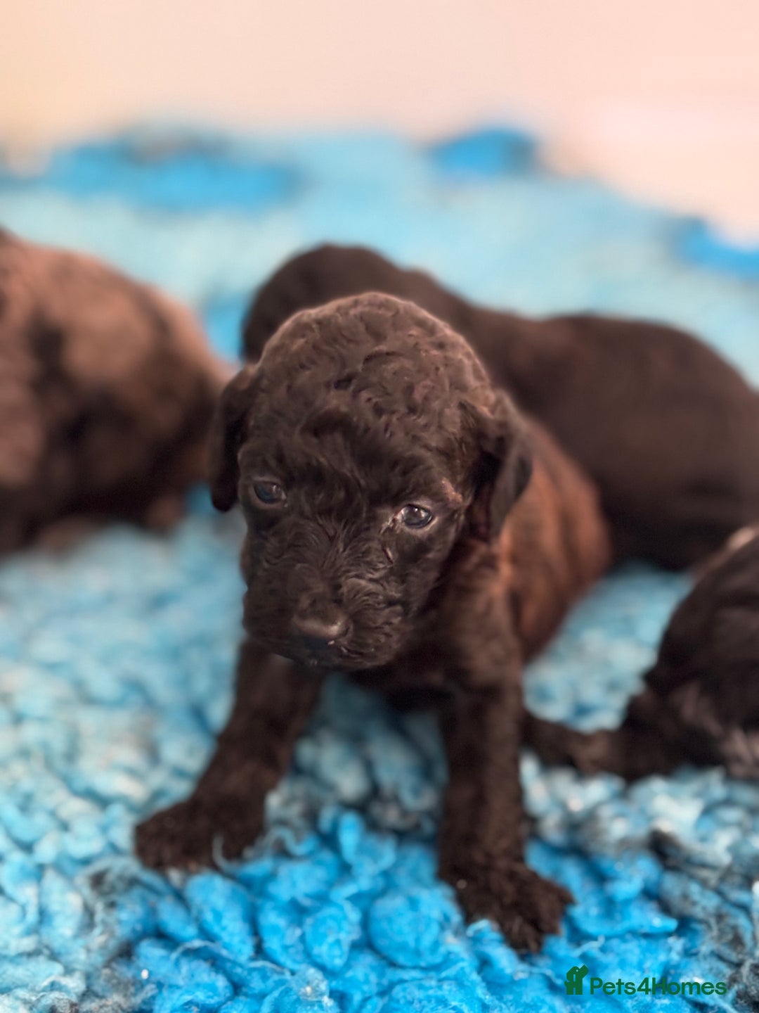 Miniature Poodle dogs for sale: Beautiful health tested miniature poodles  - Advert 12