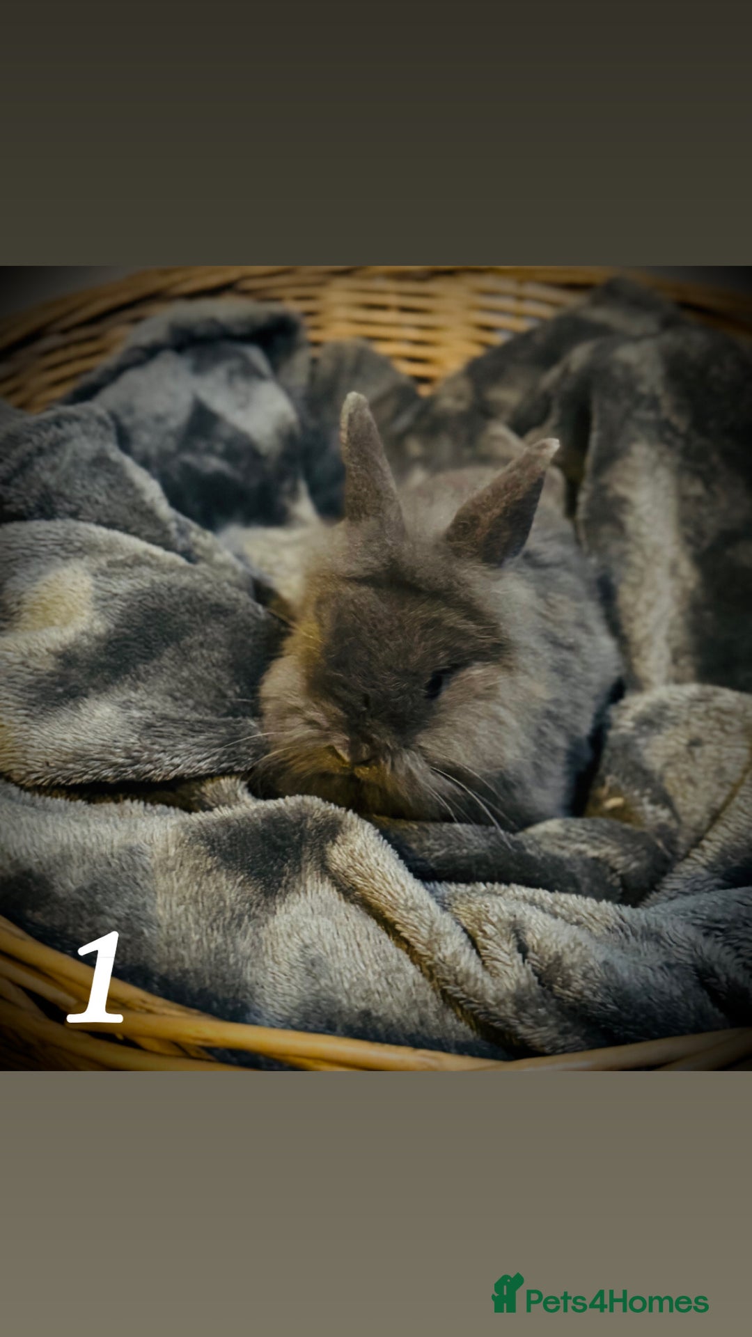 Lionhead rabbits for sale: 3babys&1junior❤️ - Image 2