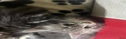 Maine Coon cats for sale: Maine coon American kittens  - Advert 12