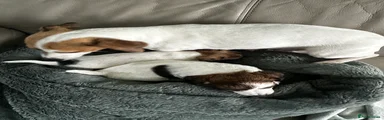 Jack Russell Puppy 1 Long Haired