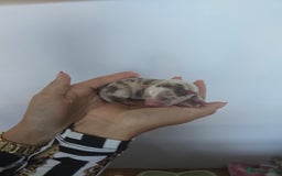 Chihuahua dogs for sale: Cup Chihuahua mini - Image 1