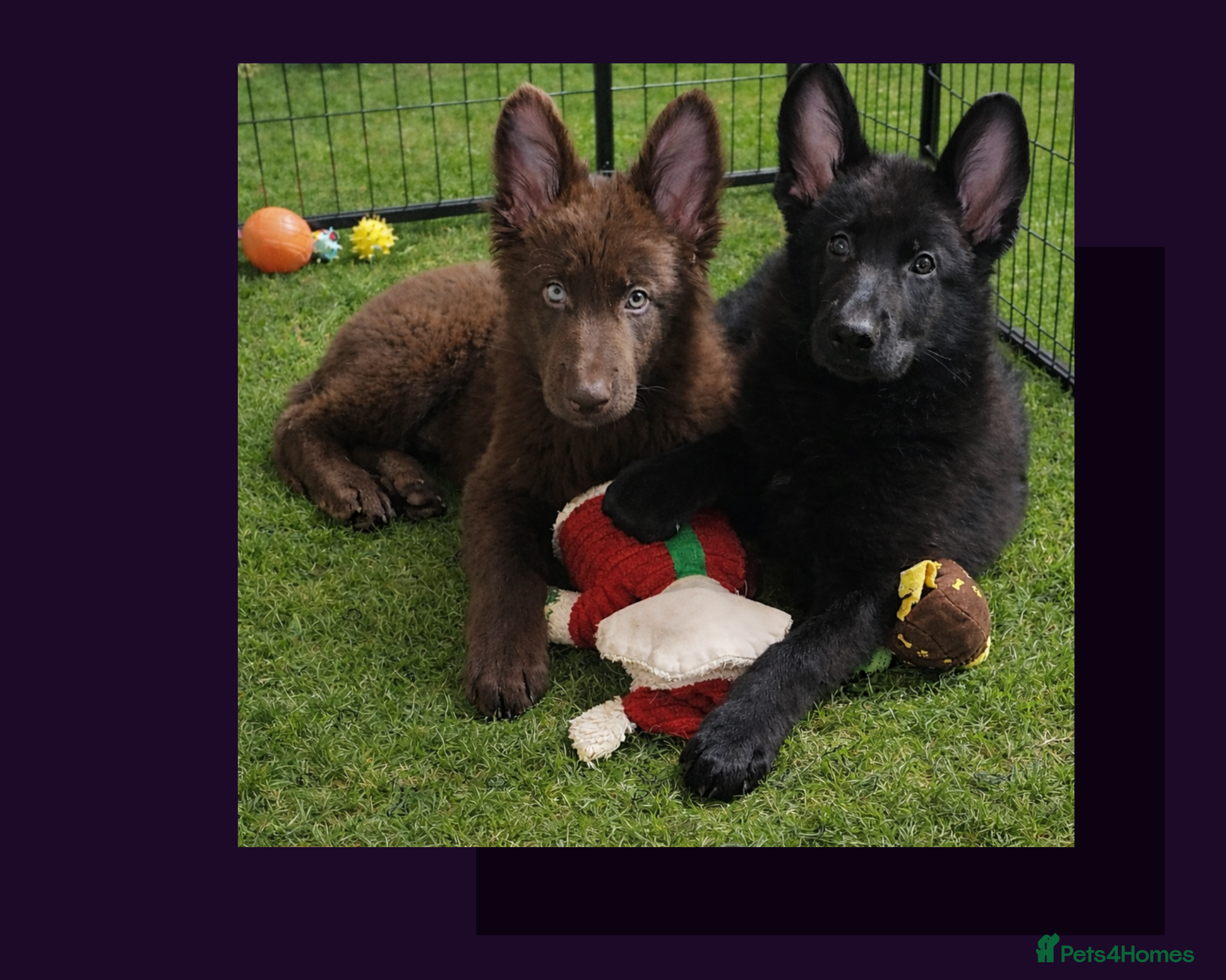German Shepherd dogs 2 stunning short coated straight back KC reg GSP's - Advert 3