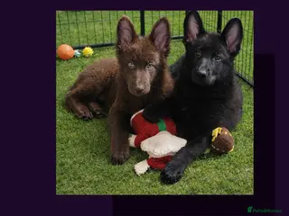German Shepherd dogs 2 stunning short coated straight back KC reg GSP's - Advert 13