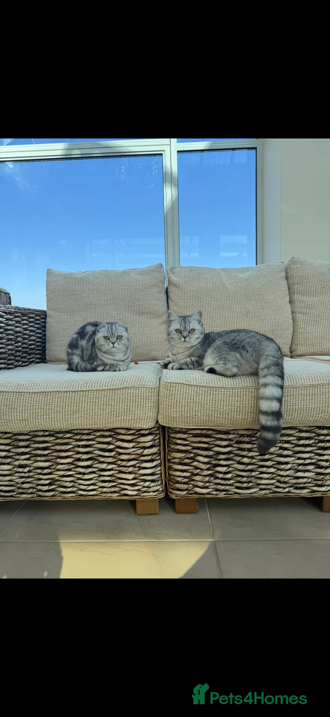 British Shorthair cats for sale: Beautiful TICA registered British shorthair - Advert 2